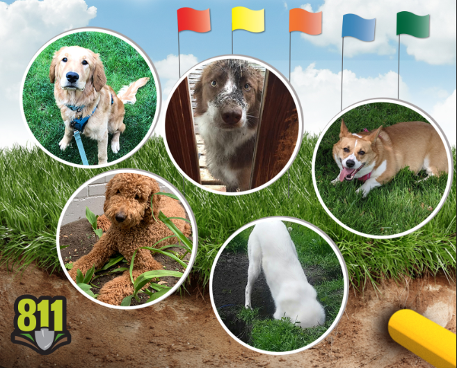 NorthShoreGas's tweet photo. Tomorrow, 8/11, is #811Day! We'll be at @chicagobotanic highlighting the importance of dialing 811 before starting any digging project. We'll do safety demonstrations &amp; announce which dog won our "Doggone it!" safe digging contest! Come see us 9a-noon at the garden’s Esplanade. https://t.co/f0bhbKRu01