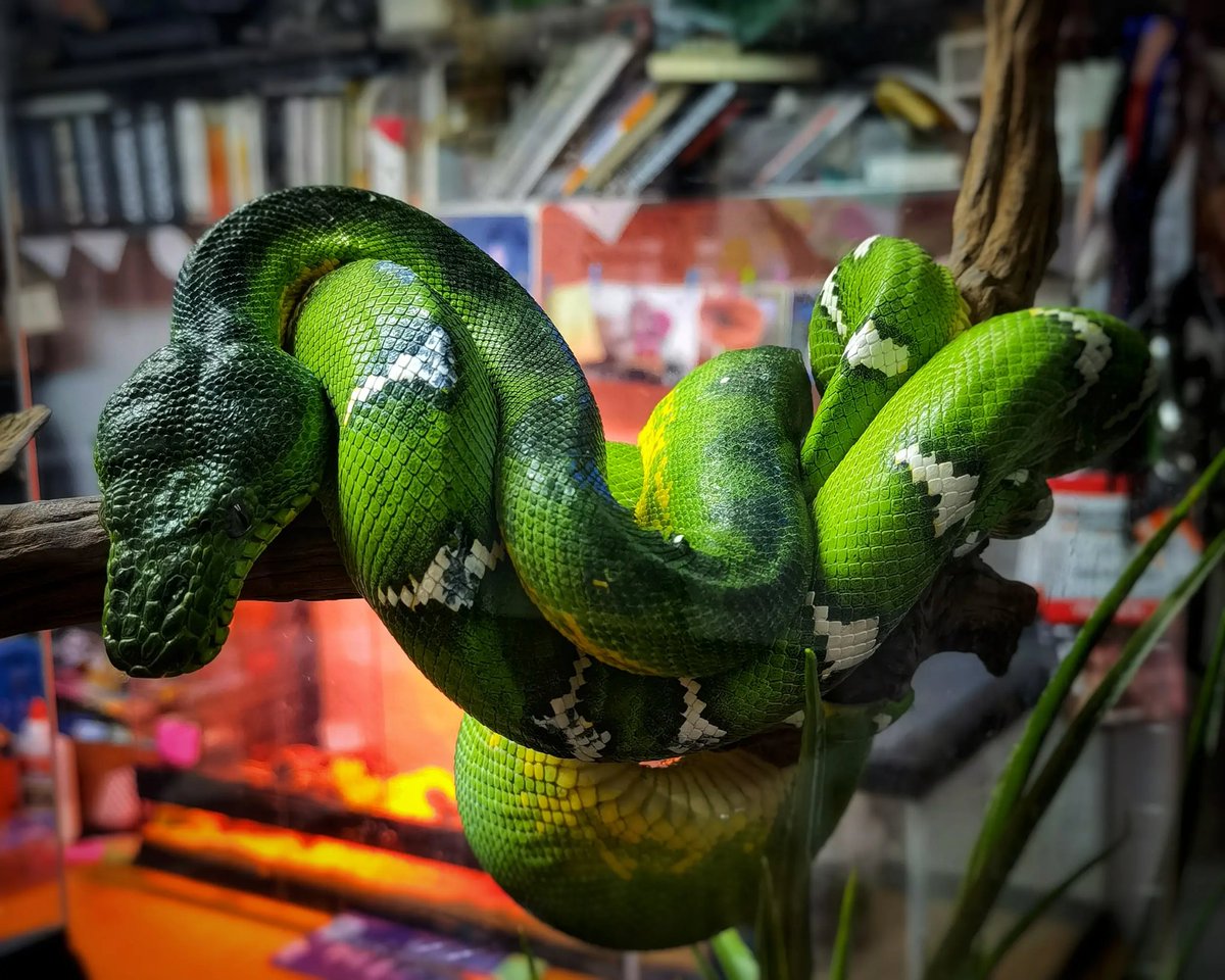 ExpoLaCulebra's tweet photo. Ya extrañamos al #público en nuestras #exposiciones.
Seguimos trabajando a puertas cerradas, los animales a nuestro cuidado están en perfectas condiciones y con los mejores cuidados.
#museo #zoológico #herpetario
#exposicionesLaCulebra #rentaDeExposiciones #exposicionesEnRenta https://t.co/hGJjnVYdT6