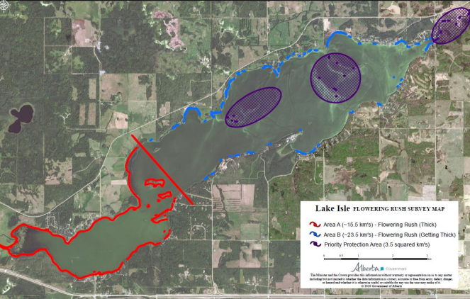 LilsaWater's tweet photo. The invasive aquatic plant #FloweringRush continues to threaten #LakeIsle.
All possible options have been explored; #herbicide remains the best approach. AEP is still awaiting approvals, if everything is granted, imazapyr is set to be applied Aug 12 - Sept 15, 2021. https://t.co/Jv79overNv