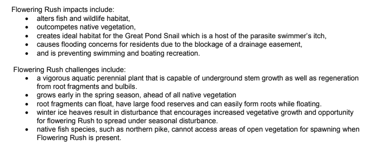 LilsaWater's tweet photo. The invasive aquatic plant #FloweringRush continues to threaten #LakeIsle.
All possible options have been explored; #herbicide remains the best approach. AEP is still awaiting approvals, if everything is granted, imazapyr is set to be applied Aug 12 - Sept 15, 2021. https://t.co/Jv79overNv