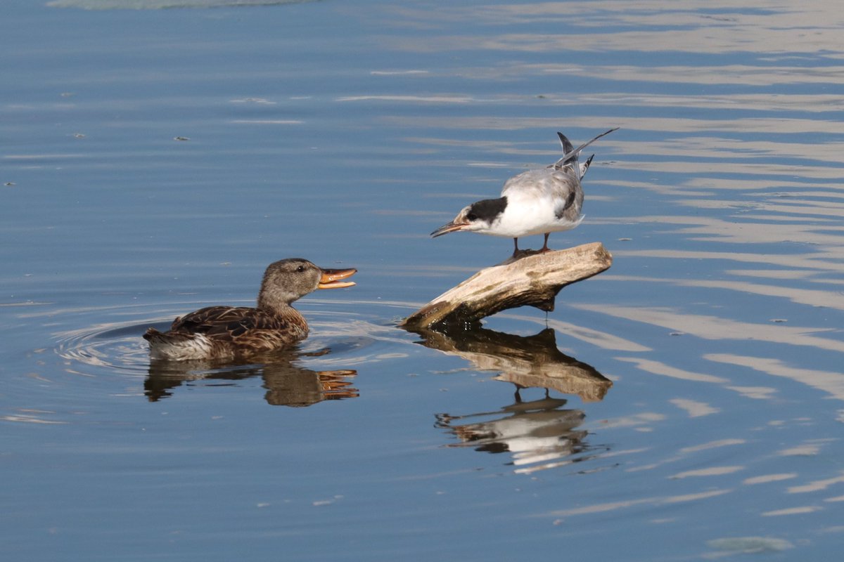 There was quite a conversation between these two...
#Gadwall #CommonTern
