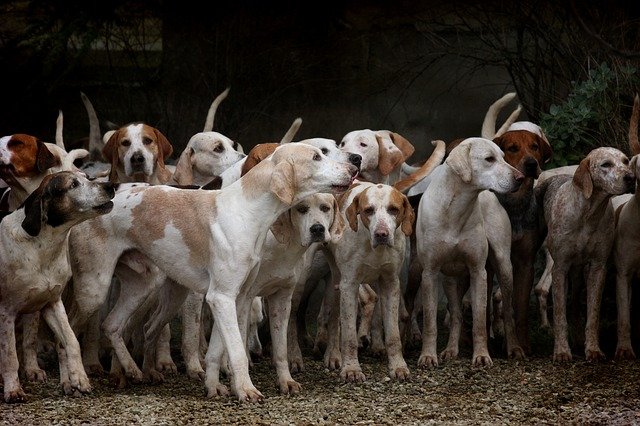 TheTucsonDogMag's tweet photo. Did you know that if never spayed or neutered, a female dog, her mate, & their puppies could produce over 66,000 dogs in 6 years! Yowzer! #dog #dogs @tuesdaytrivia #triviatuesday #puppy #spayandneuter #tucsondogs #puppies https://t.co/jSMsdw3yzc