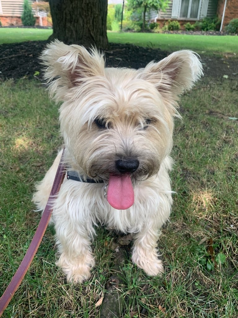 stacyfinalword's tweet photo. Look at that sweet fuzzy-wuzzy face! #cairnsrule #teddybeardogs #cairnterriercollectibles #wakawakawaka #dogsoftwitter #saveallthetotos https://t.co/Q8T5yn3Krv