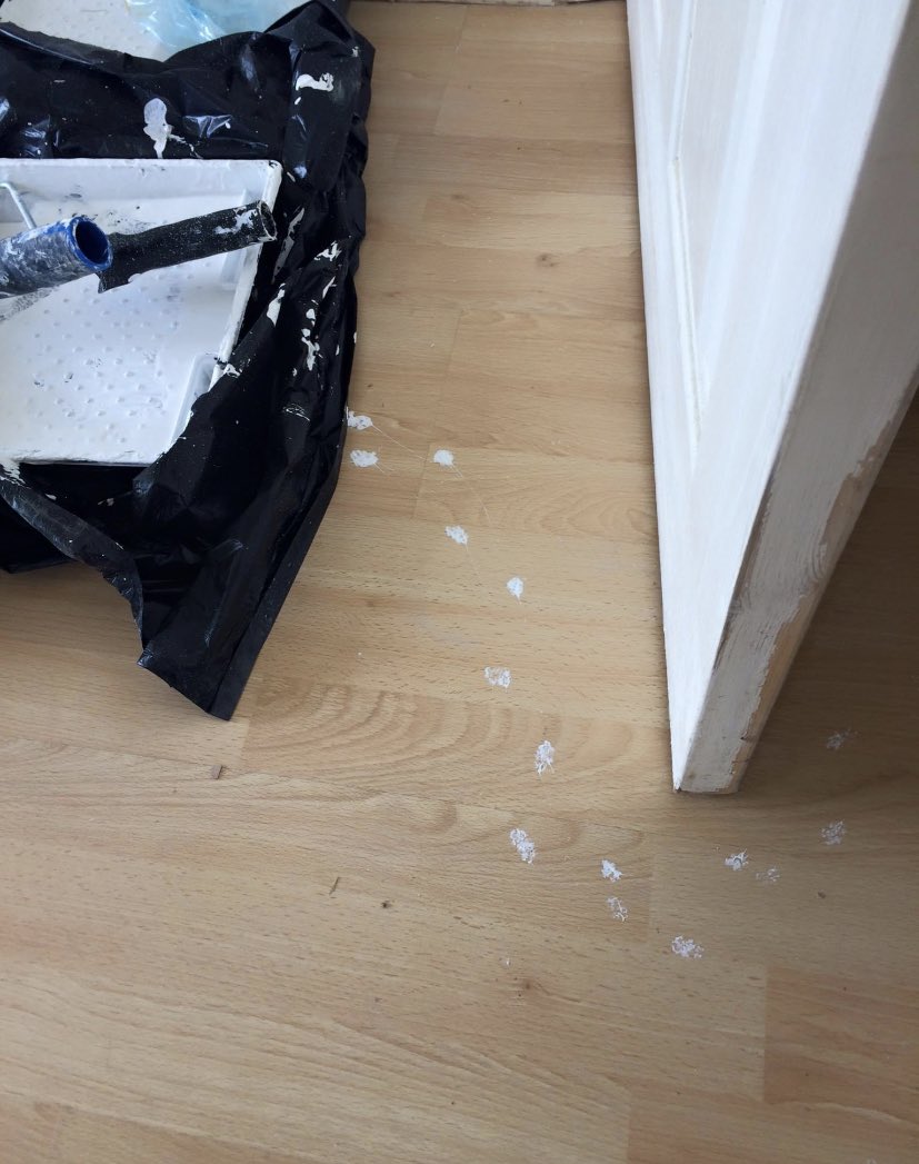 TashP351's tweet image. My friends daughters hamster has been missing and feared dead for almost 2 weeks now.
Last night she forgot to wash up the paint tray after a day of decorating. 
We now think the hamster may still be alive…