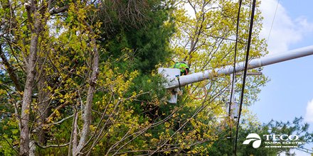 TampaElectric's tweet image. When trees contact live wires, they can cause power outages, property damage &amp;amp; more. That&apos;s why we trim the trees in our electricity service area. Learn what to expect if tree trimming is coming to your neighbourhood: ow.ly/YEYF50FOlAt #RightTreeRightPlace