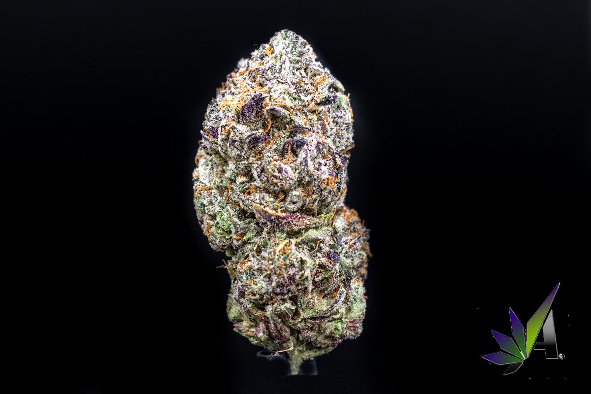 ArCannaMichigan's tweet photo. Bully Kush by hog cannabis has a gassy smoke with heavy floral overtones. 💨 
.
.
 #michigancannabis #genetics #thc #ganjaperneur #plants #garden #michiganmarijuana #michiganmade #michigangrown #cannabis #farmlife 
.
 *NOTHING FOR SALE, FOR EDUCATIONAL PURPOSES ONLY* https://t.co/bcJGoIpPd4