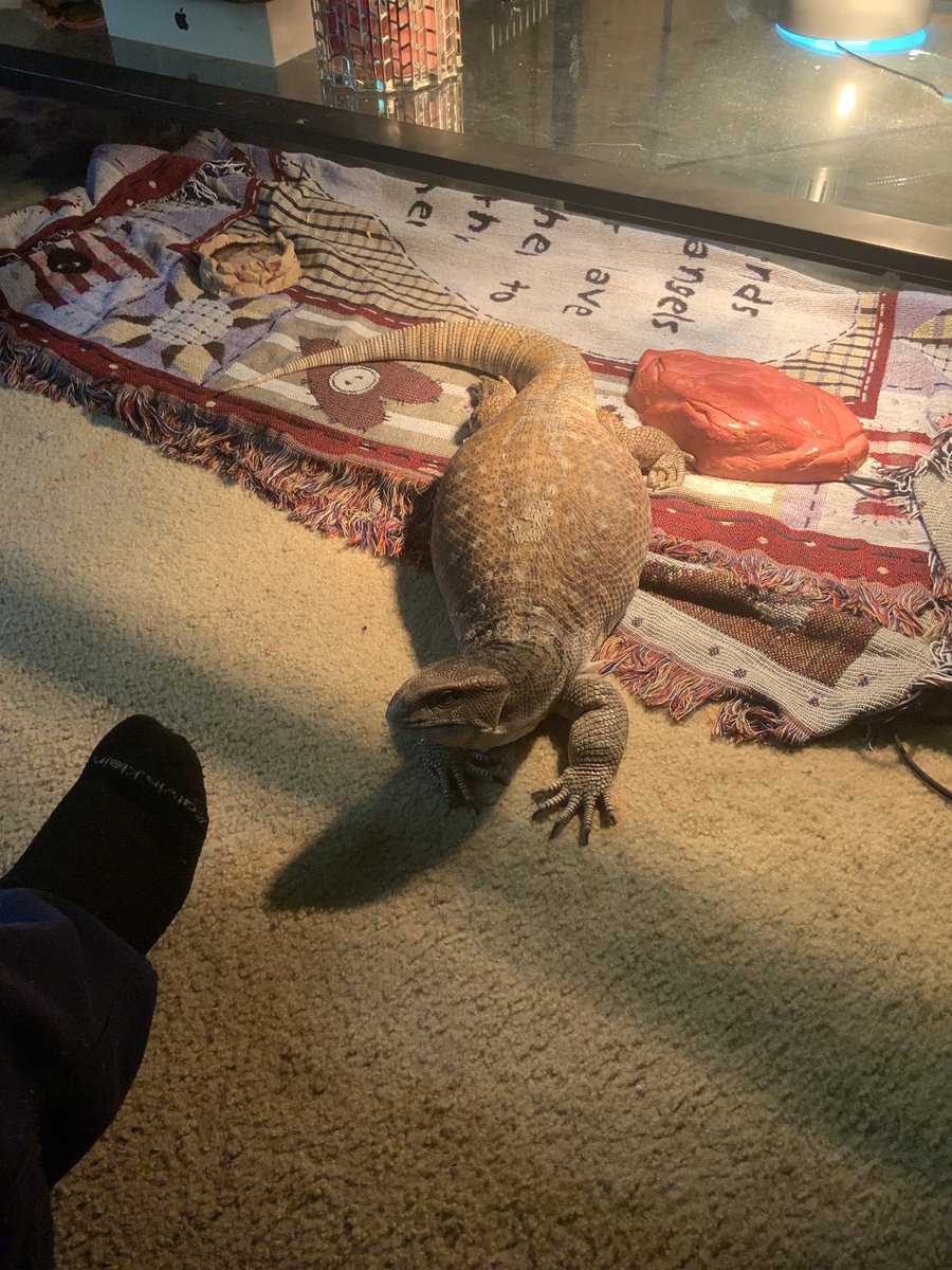 muddfoot49er's tweet photo. He’s thinking about it lol #savannahmonitor #boscmonitor #biglizard #reptilelife #reptiles https://t.co/Qd4LfTRPu7