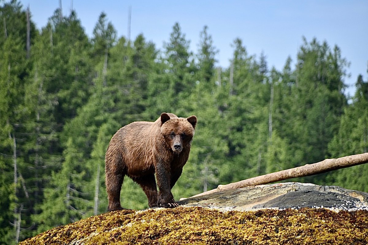 Duncanby Lodge tweet media