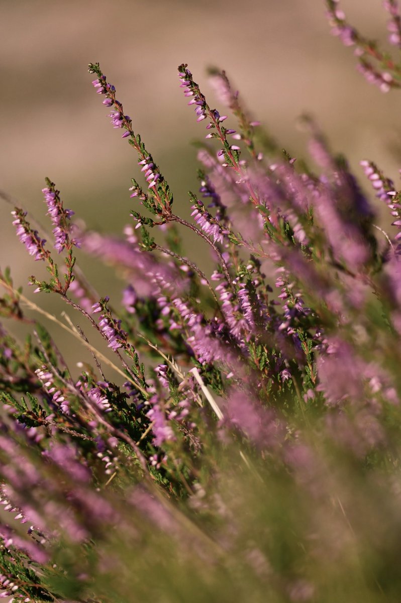 “Slunce po okraj a stráně samý vřes
a teď se duše kaj a srdce tíhu nes.”