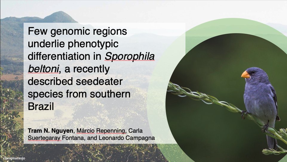 Tram_N_Nguyen's tweet image. On Thursday @ 2:25pm, I&apos;ll dig into the genetics of this fascinating bird (which was only described in 2013!) to investigate questions about reproductive isolation and speciation. Hope to see folks there! #2021AOS_SCO @AmOrnith
