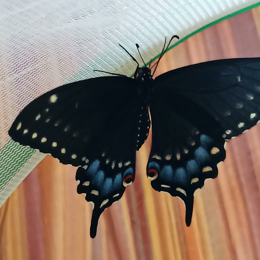 gquilts's tweet photo. She made a liar out of the article I posted last night that brown chrysalis over winter. She had a brown chrysalis. Beauty's been released.
.
.
#chrysalis #released #swallowtail #eclose #eclosed #butterfly #bbfly https://t.co/ZePpDyXD5B