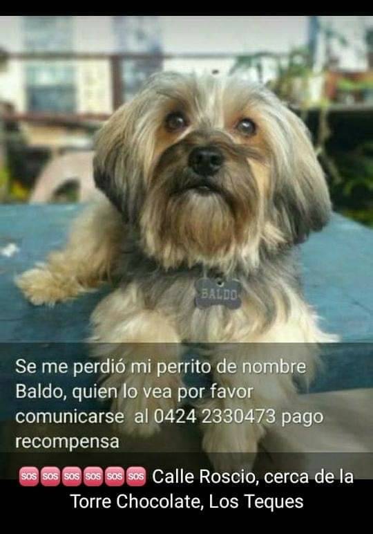 #SeBusca a Baldo, Los Teques. Por favor si lo ven, darle resguardo y avisar al número publicado