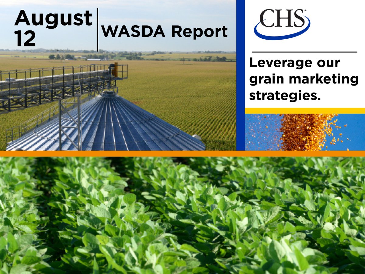 As the WASDE Report comes out today remember its current as of July 31 with export adjustments on the old crop balance sheet. Contact your local grain originator to talk through what this report means for you.
