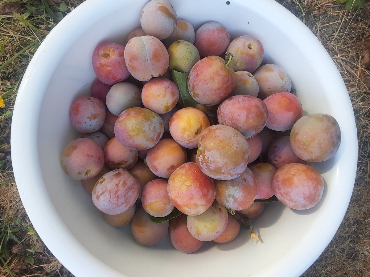 FoodisFreeTacom's tweet photo. 4 honey plum trees,  135 lbs of plums harvested.  Not too bad for an hours worth of work ;)

#harvestpiercecounty #foodisfreewashington #foodisfreetacoma #honeyplums https://t.co/6DoR9xUFcE