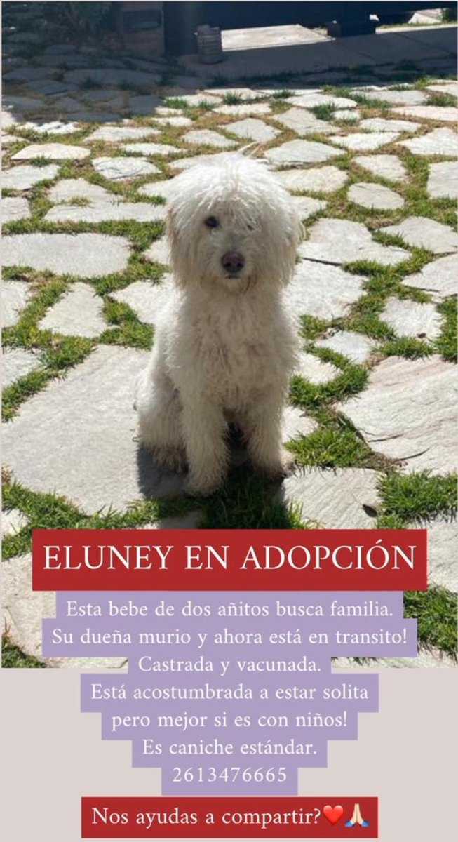 refugiorousi's tweet photo. Eluney busca un hogar donde la cuiden y le den amor ! 
Ayúdanos difundiendo !
🐾❤ https://t.co/XVHoL54wAF
