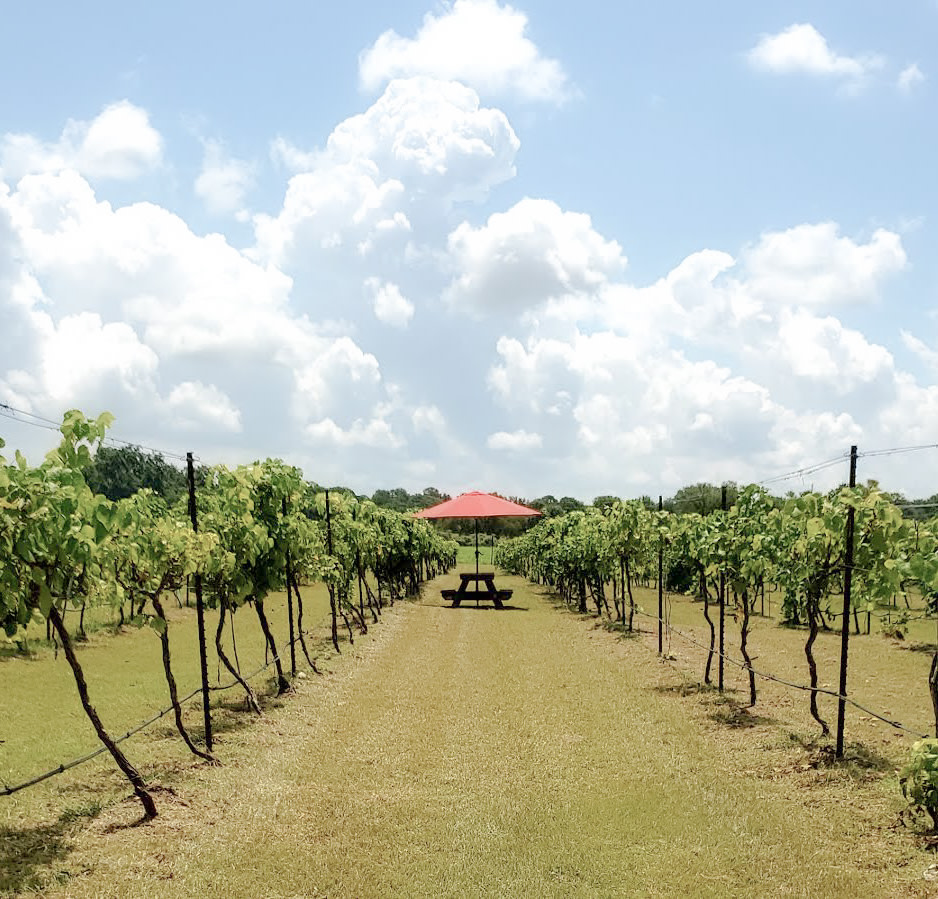 Vineyard at Florence tweet media