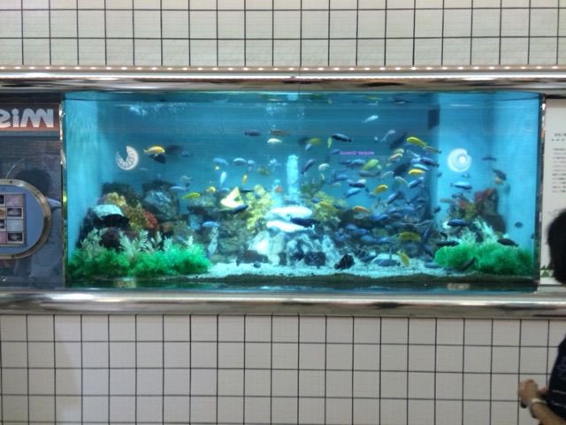 Ryo 髭面アロハシャツw على تويتر 阪急三番街に水族館あったの覚えてる人どれだけいるやろ 休みの日朝から上田熱帯魚 佐野さん エキゾチックアフリカ 上田熱帯魚が定番ルートだったんだよな