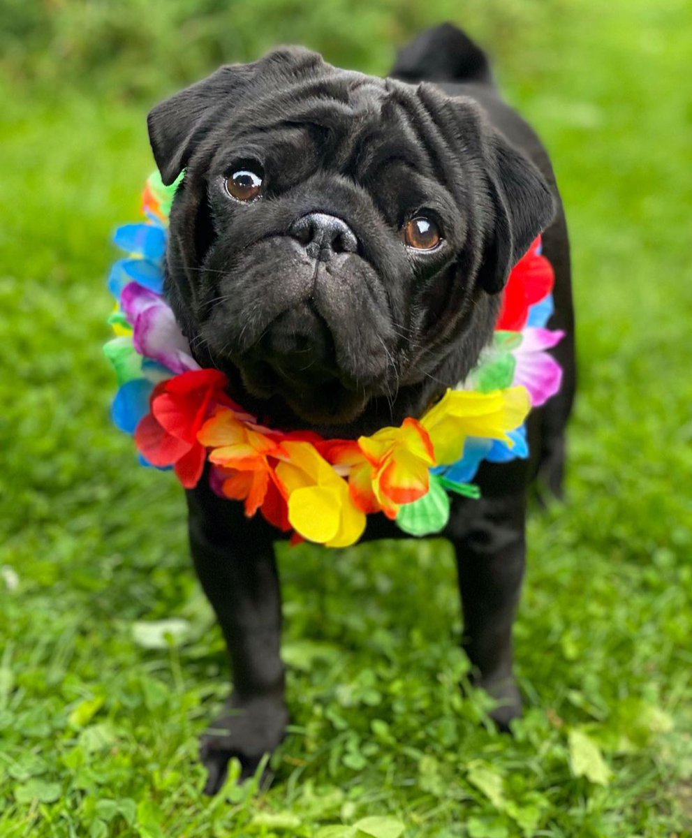 PUGLoversWorld1's tweet photo. Say yes if you also love #blackpug  🥰🥰🥰
#pug #pugs #puglife #govcuomo #CashAppExtraCredit #KathyHochul https://t.co/vQjfiSiwhs