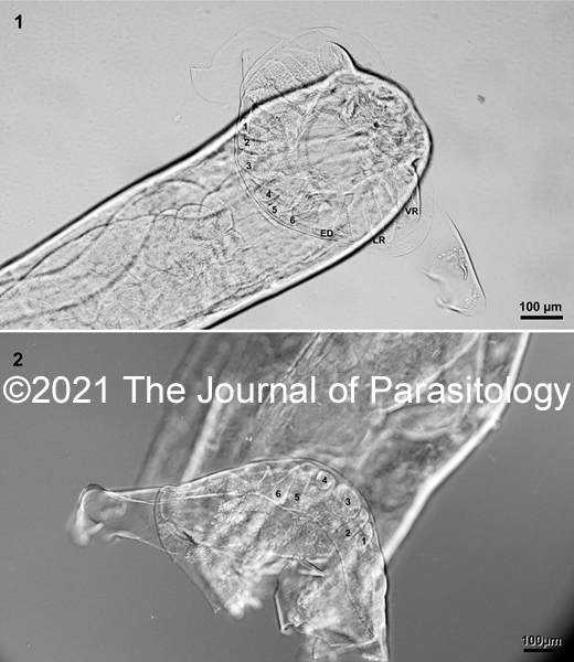 ICYMI: Gapeworm (Syngamus spp.) Prevalence in Wisconsin Greater Prairie Chickens (Tympanuchus cupido pinnatus) J. A. Shurba, R. A. Cole, M. S. Broadway, C. L. Roderick, J. D. Riddle, S. A. Dubay, S. Hull doi.org/10.1645/19-138