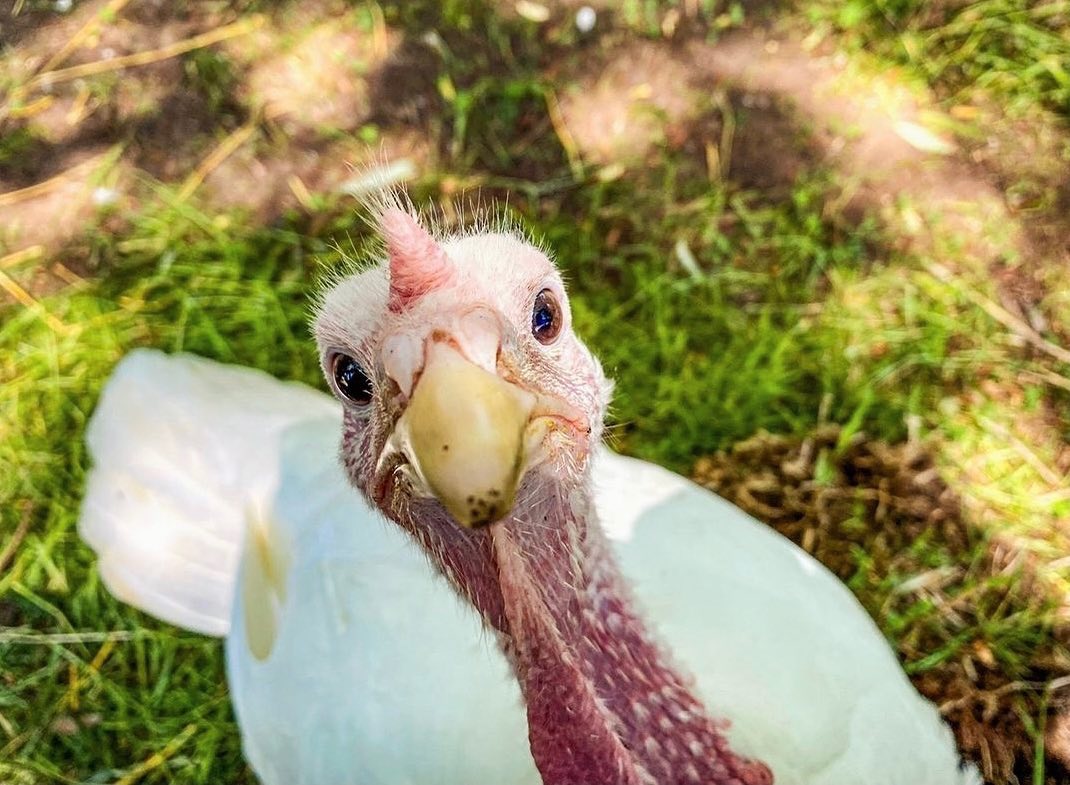 CapRegionVegans's tweet photo. Join us for a CRVN group Picnic + Tour at @CASanctuary!☀️🧺🍉

More information and to register/pay click here: https://t.co/1UBEuGLAaQ

We’re so excited to see you all again soon and spend the day together with adorable animals, like Kate pictured!💖

#capregionvegans #vegan https://t.co/IkYJ2Tvfa3