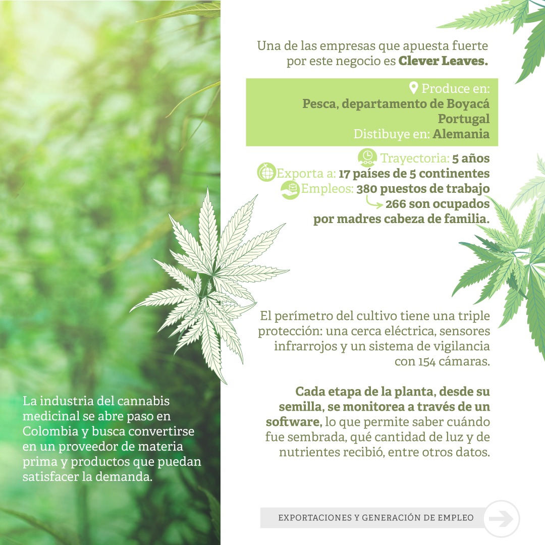 PortalElMedio's tweet photo. La industria del cannabis medicinal se convierte en una oportunidad de 'oro verde' para Colombia.
Con estos cultivos se generaría más de 7 mil empleos para el 2025, con los que se cubriría la demanda, convirtiéndose en un país proveedor de materia prima.
#CannabisMedicinal #Salud https://t.co/2uRBpwynGk