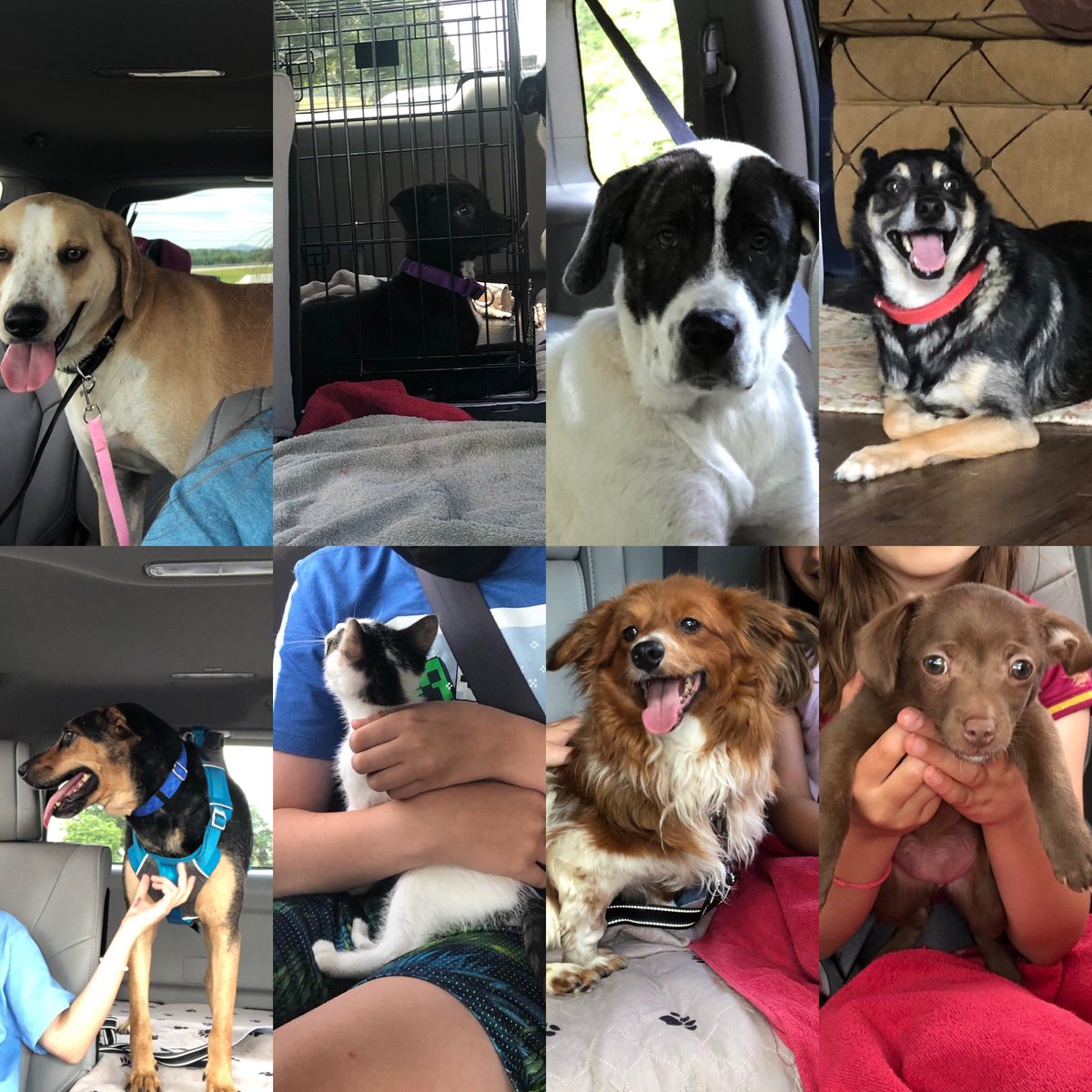 rachaelhgorsuch's tweet photo. This summer, my kids and I spent extra time volunteering with #RicoPetRecovery. Below are some of the pets that we helped deliver to their forever homes. It’s been great to find family things to help with!
#AdoptDontShop #RicoPets #614Dogs https://t.co/mYrcdPI49m