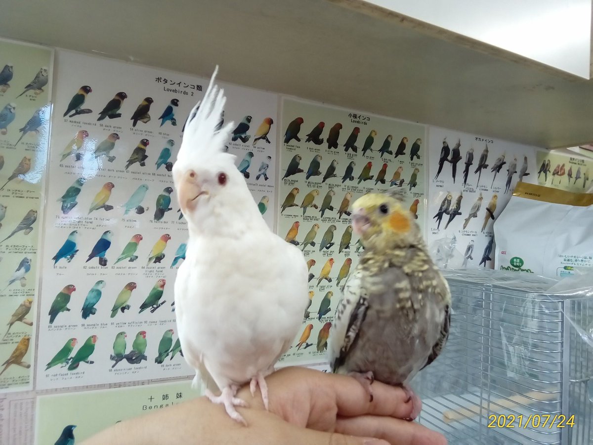 ট ইট র 埼玉県鶴ヶ島ペットショップハピネス 小動物専門店 鳥メイン シマリス期間限定販売中です オオハナインコ オカメインコアルビノ オカメインコパール アキクサインコ ジャンボセキセイインコ 可愛がって頂ける方をお待ちしています