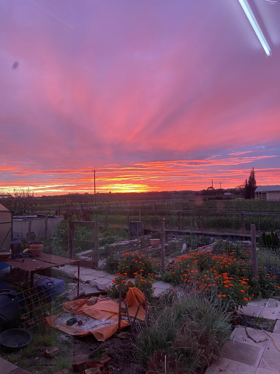Cranking out the domestic working hours to keep honest with  #census2021 nice view from the kitchen sink!! #barossa #sunrise #weather
