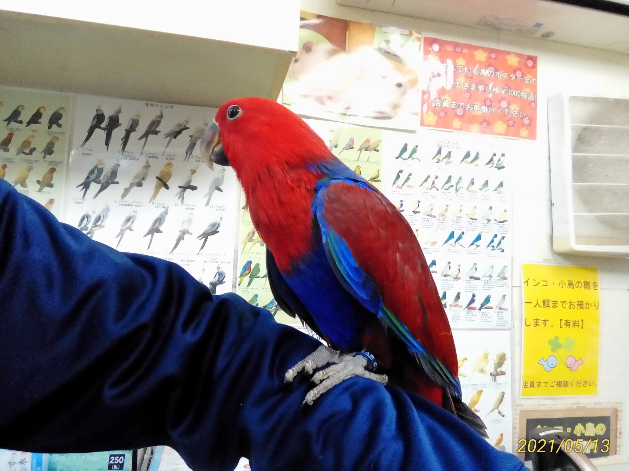 埼玉県鶴ヶ島ペットショップハピネス 小動物専門店 鳥メイン デグー 販売中です オオハナインコ オカメインコアルビノ オカメインコパール アキクサインコ ジャンボセキセイインコ 可愛がって頂ける方をお待ちしています