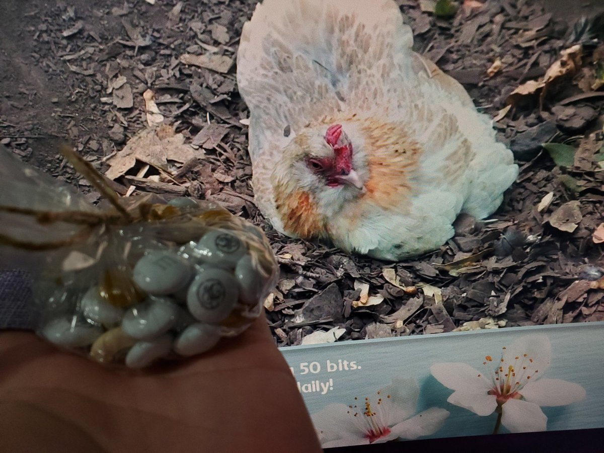 shirliley's tweet photo. Got the M&Ms! If only I can feed Mabel irl QAQ @farmer_spence #Ourchickenlife https://t.co/bUSd9cpOzT