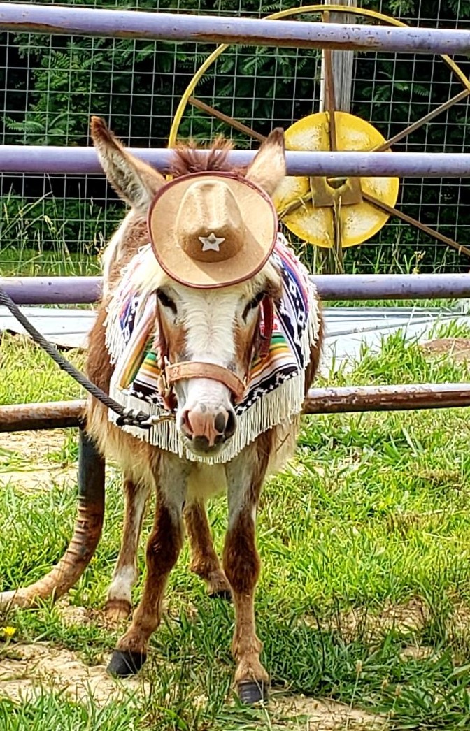 Not just any donkey can pull off this look! A visit to Infinity Acres near Martinsville, VA will make you smile! 
.instagram.com/reel/CSZ0iaEpb…
.
.
.
.
.
.
.
.
#traveltuesday #animallove #infinityacres #infinityacresranch #animalfarm #exploreva #visithenrycounty #IFWTWA