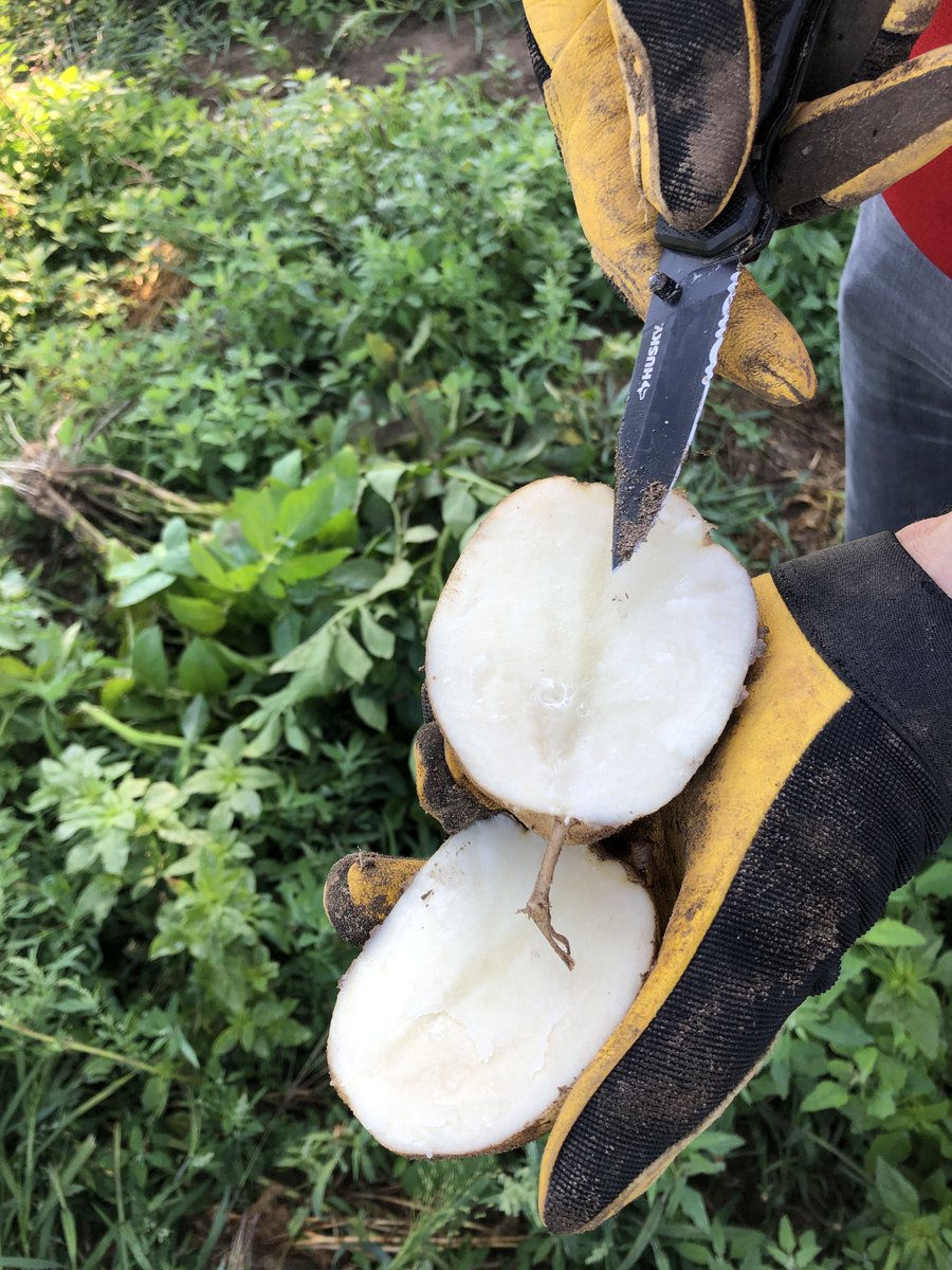 Hot weather and heavy rain can be a recipe for hollow heart. This brown line can be the beginning of hollow heart if left alone. Adequate pre-plant calcium nutrition is key. Foliar applied K and B will help too. Add some #YaraVita to your next tank #potato #agriculture