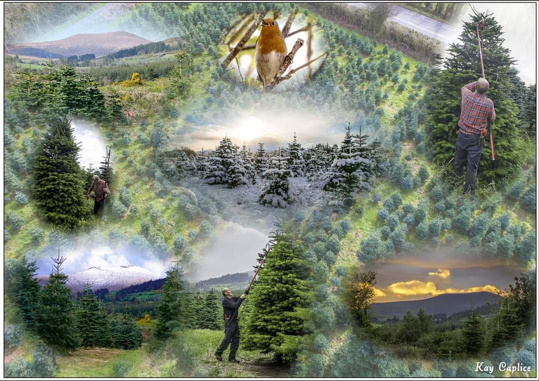Caplice Xmas Trees tweet media