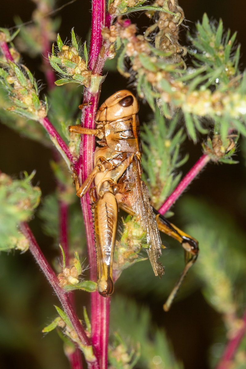 DanJohnsonAB's tweet photo. The eerie appearance of thousands of grasshoppers killed by the fungus Entomophaga grylli this week near Lethbridge, AB. The pathogen turns them into climbing zombies that hang on with a death grip. The cadavers are filled with spores to spread the disease.
#biocontrol
#insects https://t.co/G2rP9jW0Pw