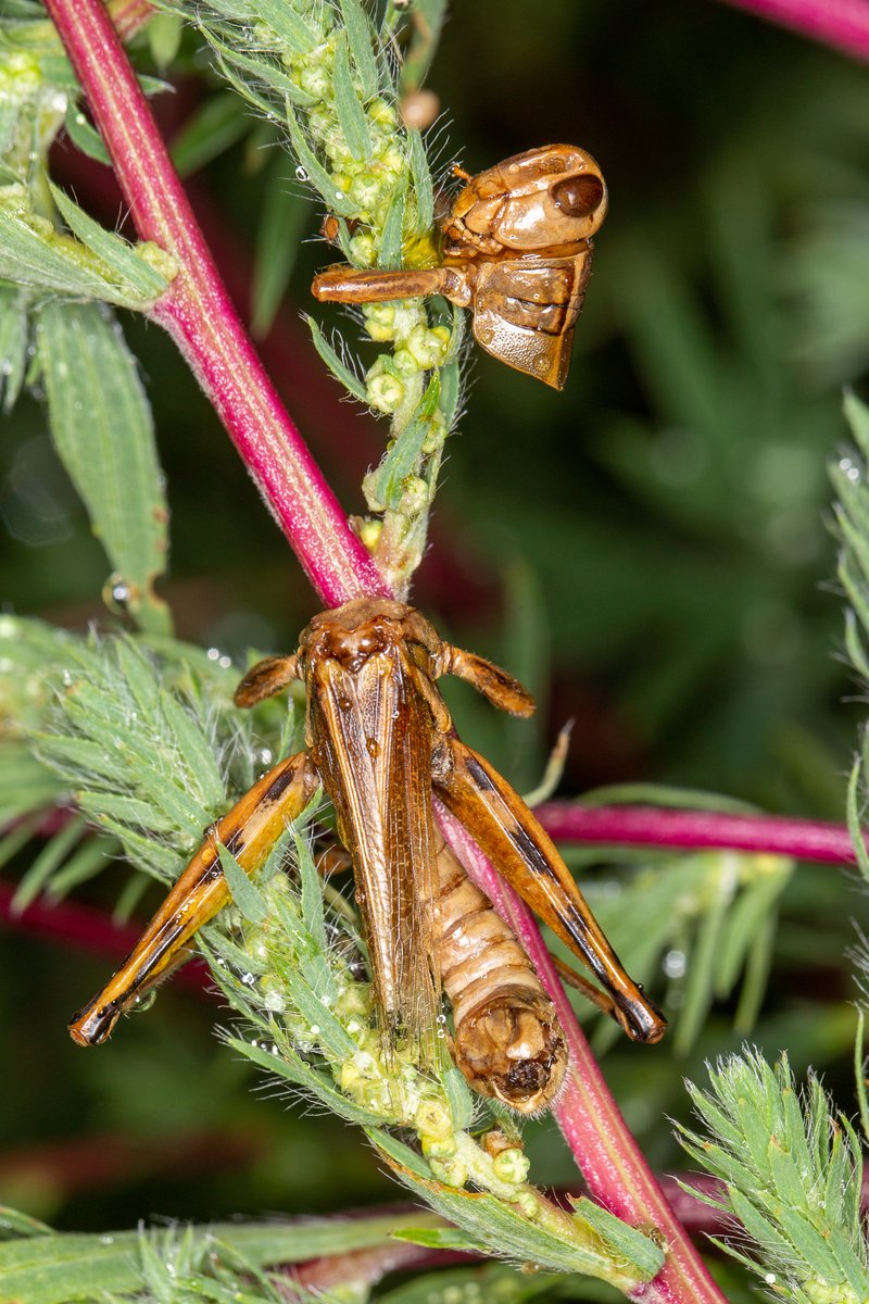 DanJohnsonAB's tweet photo. The eerie appearance of thousands of grasshoppers killed by the fungus Entomophaga grylli this week near Lethbridge, AB. The pathogen turns them into climbing zombies that hang on with a death grip. The cadavers are filled with spores to spread the disease.
#biocontrol
#insects https://t.co/G2rP9jW0Pw