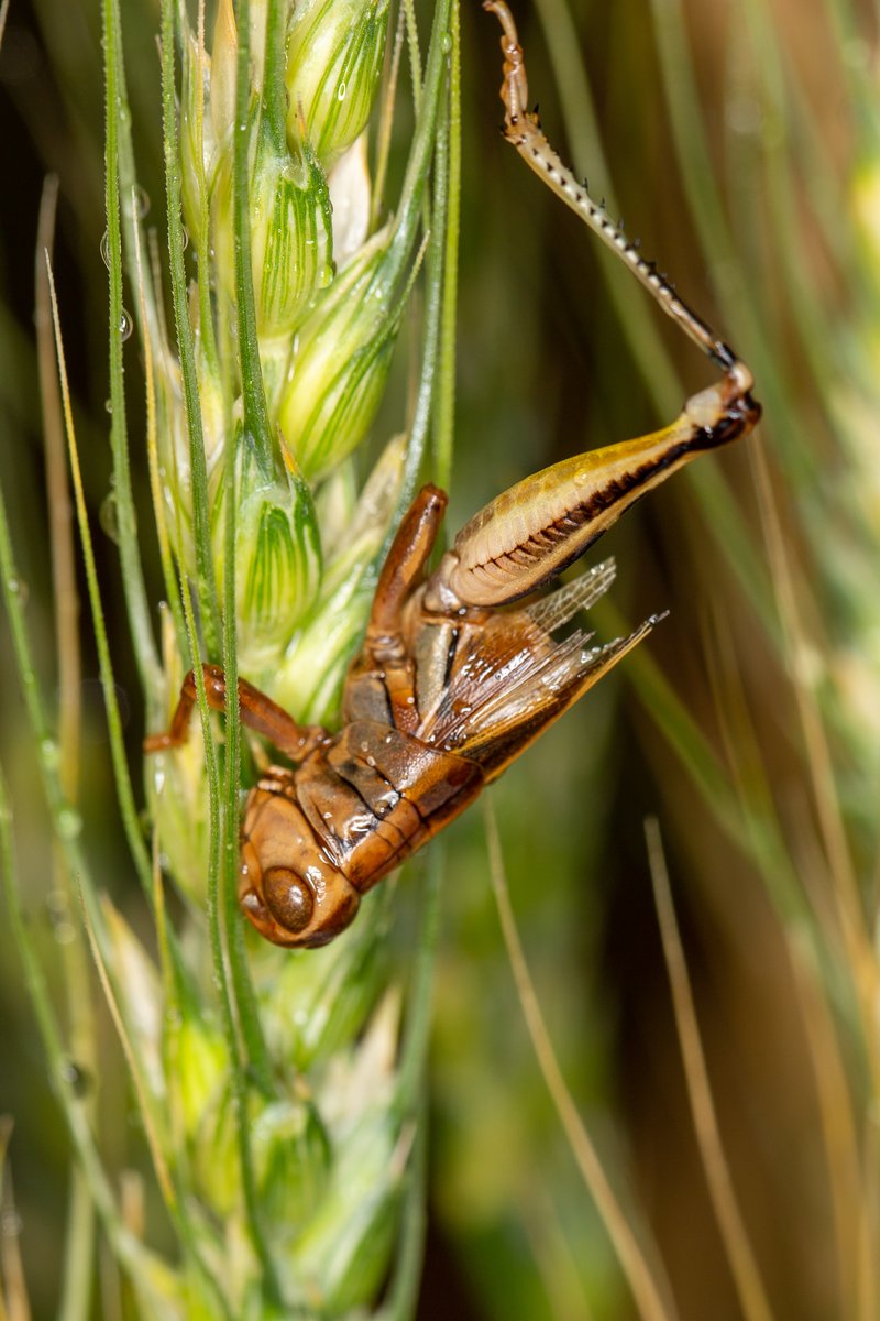 DanJohnsonAB's tweet photo. The eerie appearance of thousands of grasshoppers killed by the fungus Entomophaga grylli this week near Lethbridge, AB. The pathogen turns them into climbing zombies that hang on with a death grip. The cadavers are filled with spores to spread the disease.
#biocontrol
#insects https://t.co/G2rP9jW0Pw