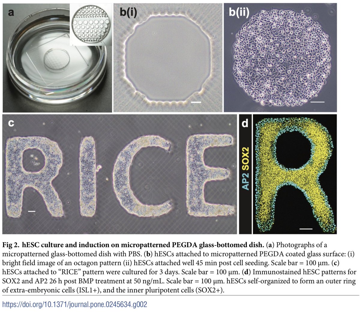 jmil's tweet image. Here, Ye Zhu from @WarmflashLab, with help from @DnylSzr, made high resolution cell confinement patterns to study emergent hESC differentiation doi.org/10.1371/journa… @RiceEngineering @Rice_BIOE @RiceUniversity