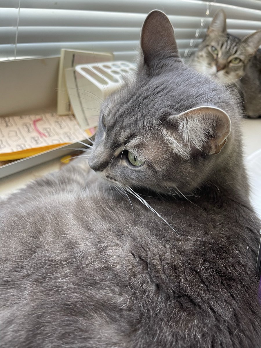 romyilano's tweet image. Mad I left for a week #iosdev cats #codingcats