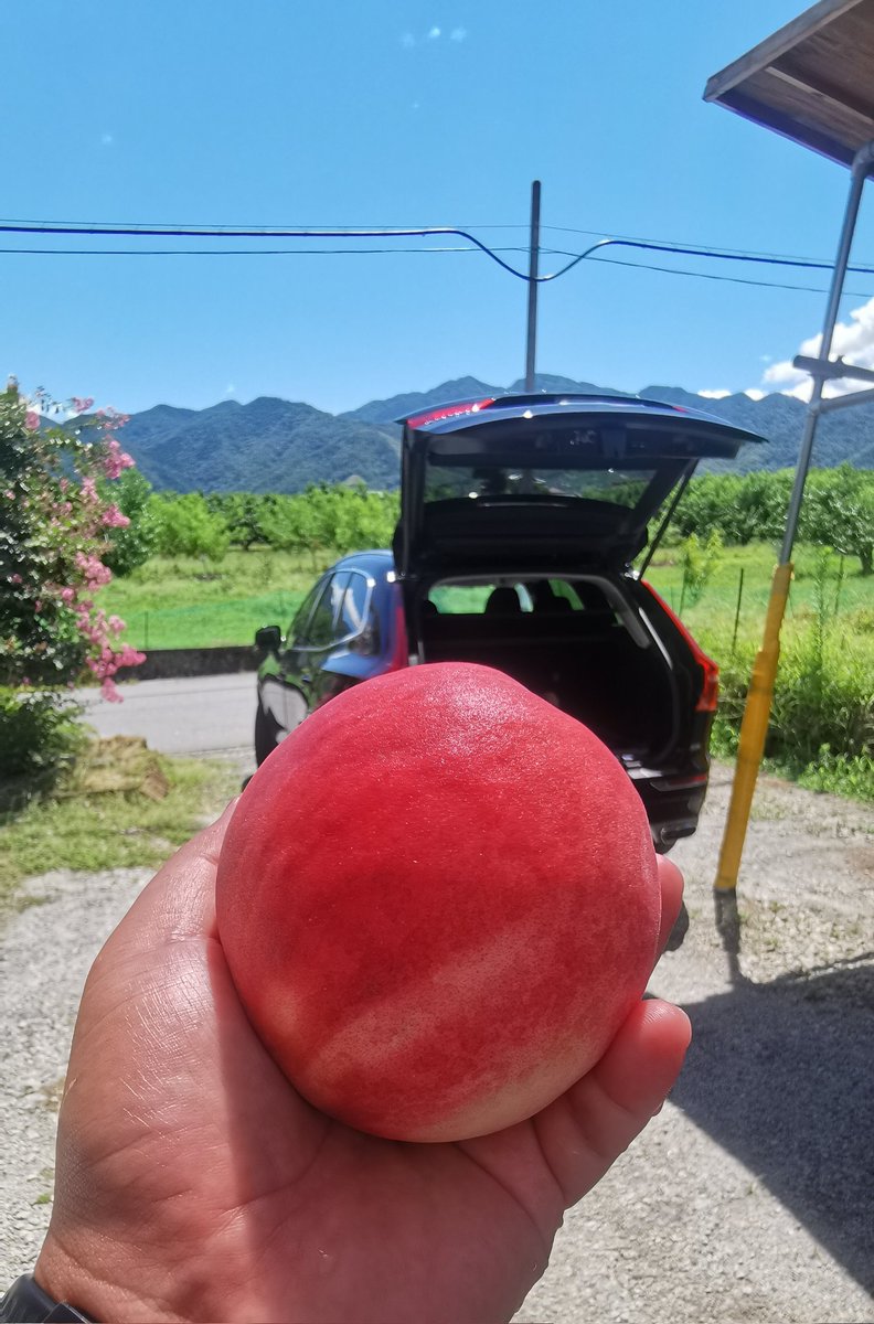 K1Xc60's tweet photo. 桃狩り行ってきたよ

#桃狩り https://t.co/ICWEtBscYC