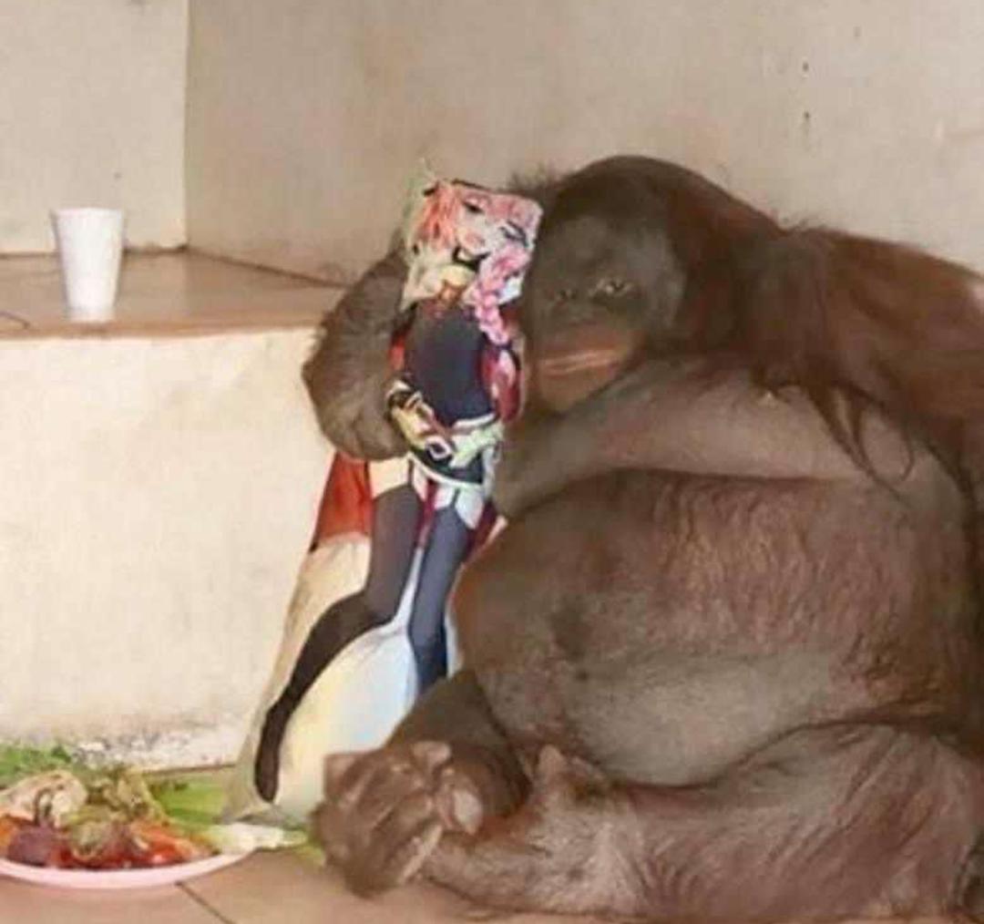 Macaco Monkey Mamaco (@mamacomonkey) on Twitter photo 