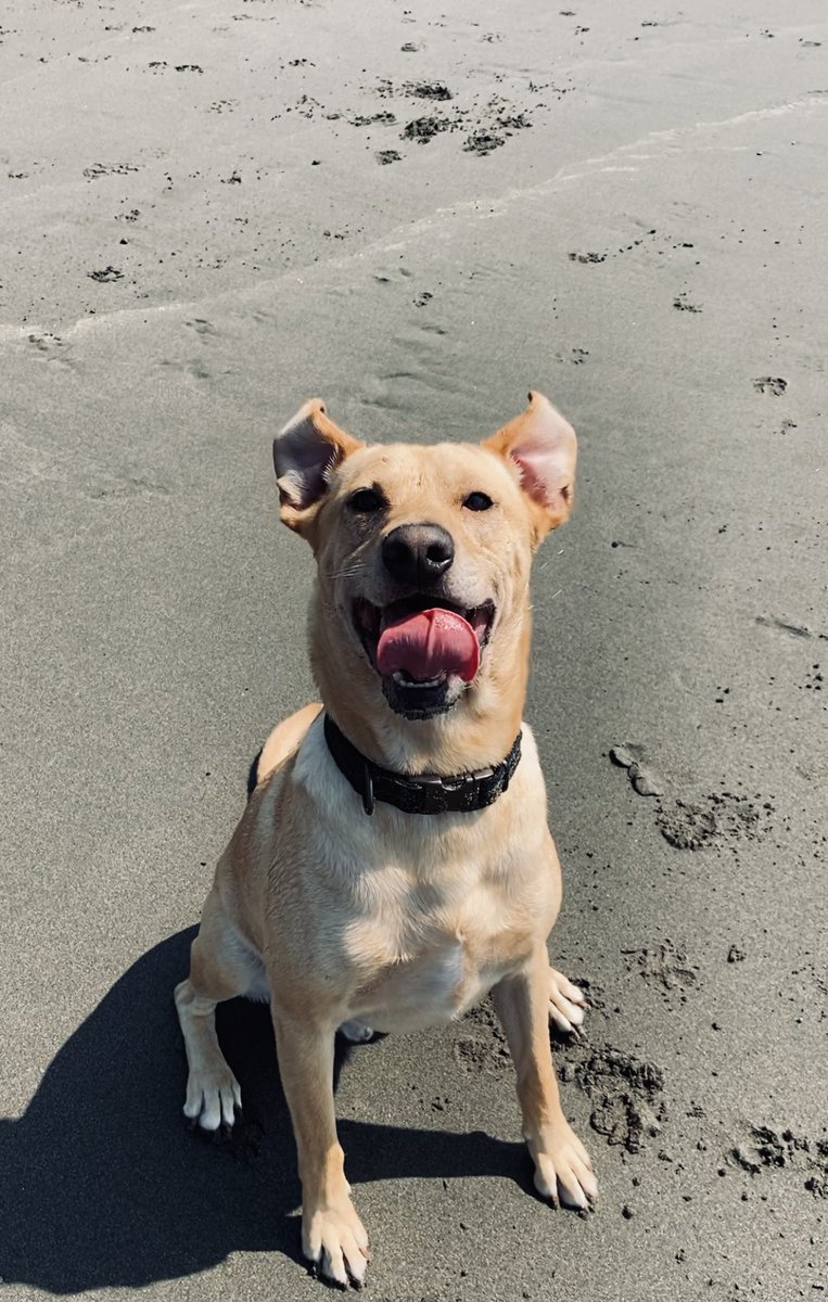 dalxhal's tweet photo. Brought my Arizona dog to the beach for the first time https://t.co/LbXwaCWSJY