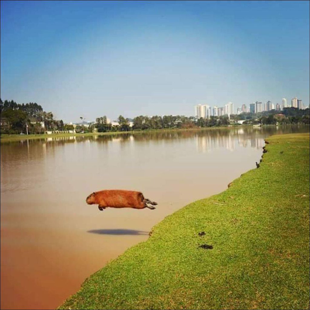 CAPYBARA_MAN's tweet photo. to infinity and beyond https://t.co/eWr7oKKfJz