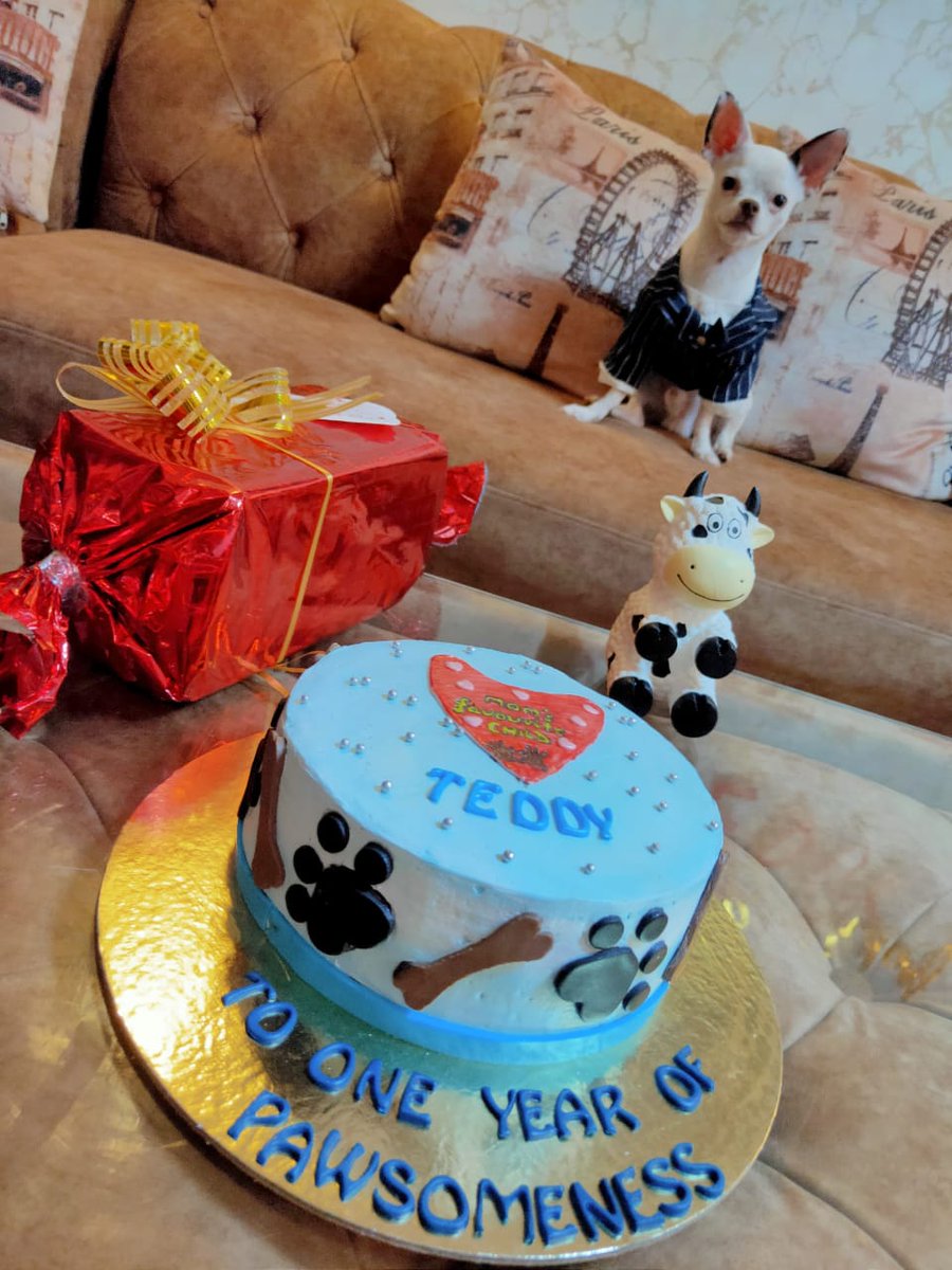 PoojaSharma0209's tweet photo. Cheers to one year of pawsomeness 🥳🎉 #TeddyTurnedOne 🎉🥳 https://t.co/E0SWw6a6LI