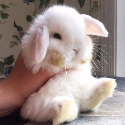 RabbitEveryHour's tweet photo. https://t.co/cKRMj77gTZ