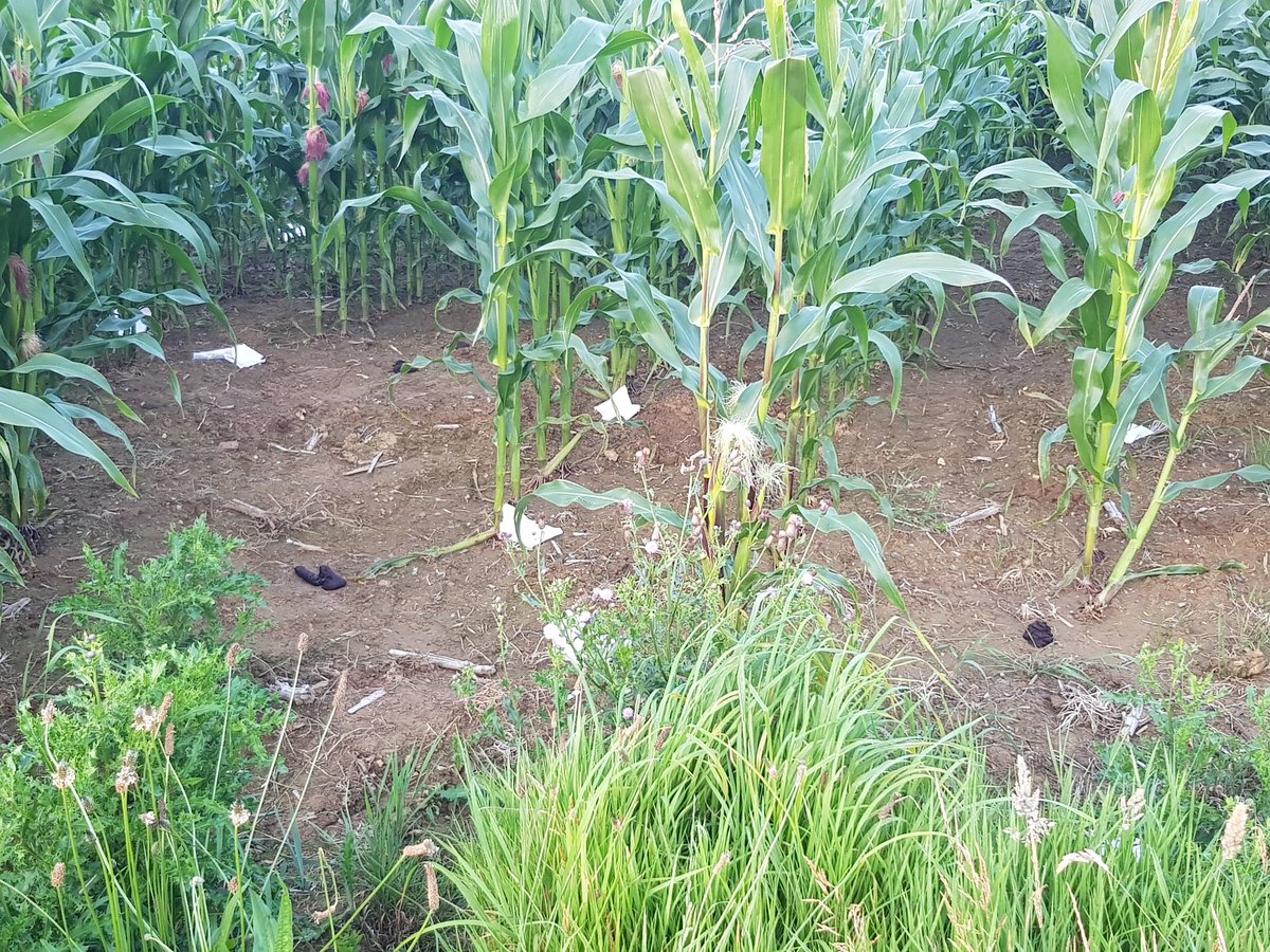 johan le bon tweet media