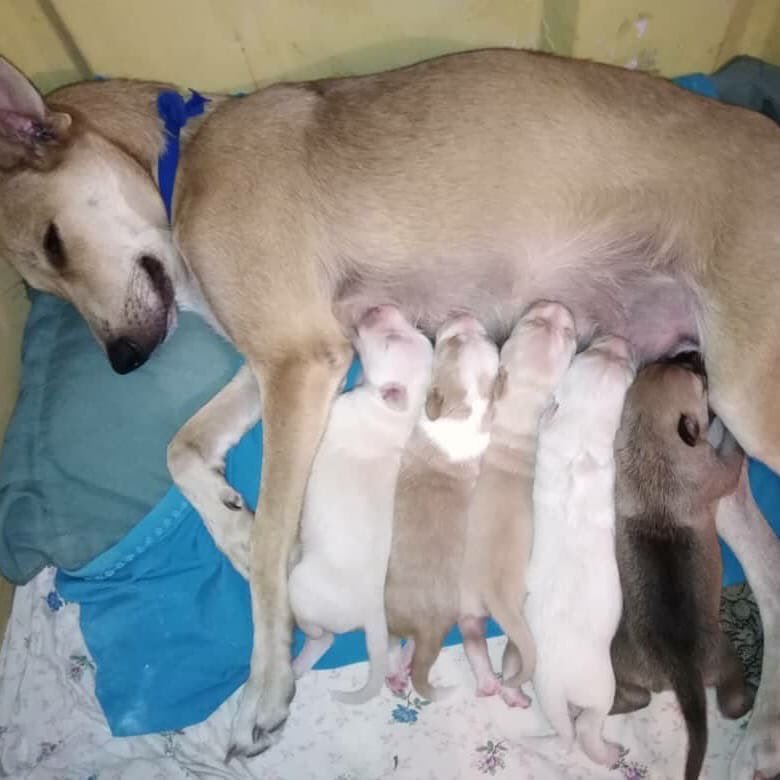Helenproteccion's tweet photo. Good afternoon friends and happy day😘we are still under the care of this beautiful dog that we rescued and we saw her babies being born😍🥰😻, she has 5 beautiful babies who are very flirtatious and affectionate, we will take care of them until we find a home 🙏🏻😇💚💙💛🐶 https://t.co/pGc2VAq8Z1