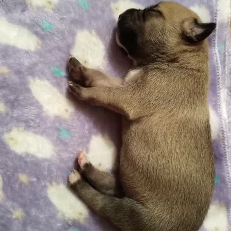 Good afternoon friends and happy day😘we are still under the care of this beautiful dog that we rescued and we saw her babies being born😍🥰😻, she has 5 beautiful babies who are very flirtatious and affectionate, we will take care of them until we find a home 🙏🏻😇💚💙💛🐶