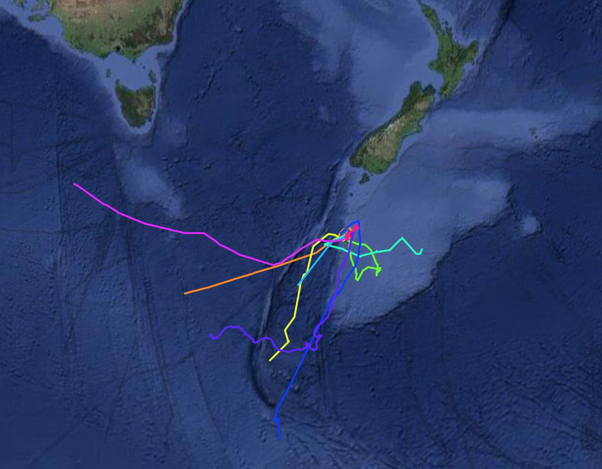 EmzLCarroll's tweet image. #Aotearoa used to be home to 30,000 #tohorā. Today, most of the ~2000 NZ #southernrightwhales left winter in the Auckland Islands. We satellite tagged #tohora this winter and you can follow their journeys: tohoravoyages.ac.nz/tracks-of-the-…