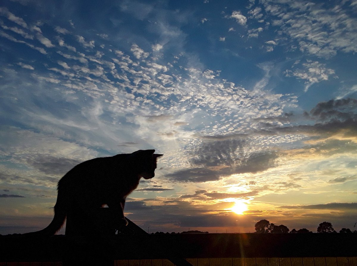 chris_alpacas's tweet photo. A #Precious #sunset. Goodnight everyone, sleep well with sweet dreams xxxπ΄π΄π΄ #GoodNightTwitterWorld #CatsOfTwitter #CatsOnTwitter #sunsetphotography #MondayMood #thefens #flatnotboring https://t.co/q9X1kw3l8M