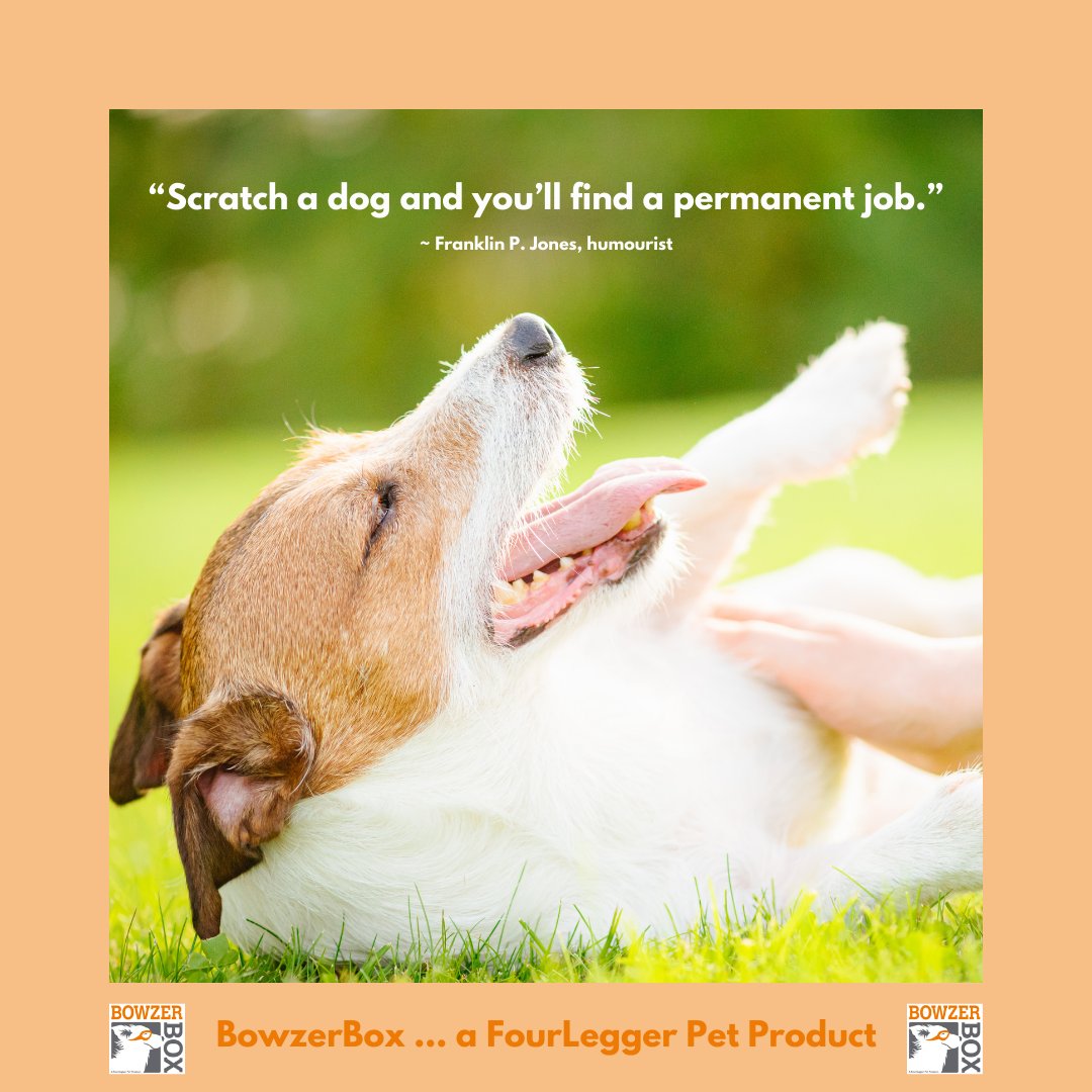 FourLeggerBox's tweet image. Looking for a permanent job? 

#BowzerBox #BellyRubs #DogBox 📦🐾